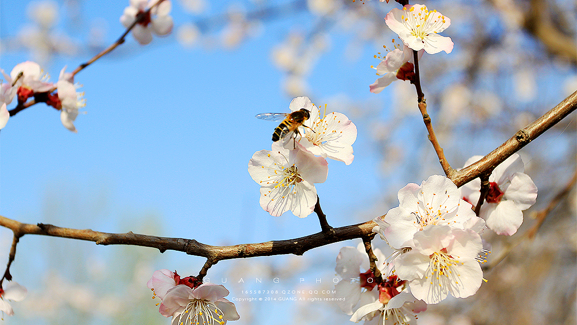 花谢花飞花满天