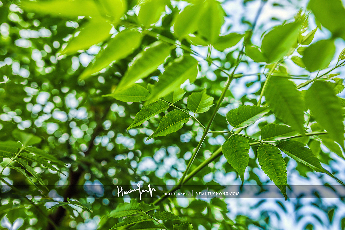 学校的花花草草