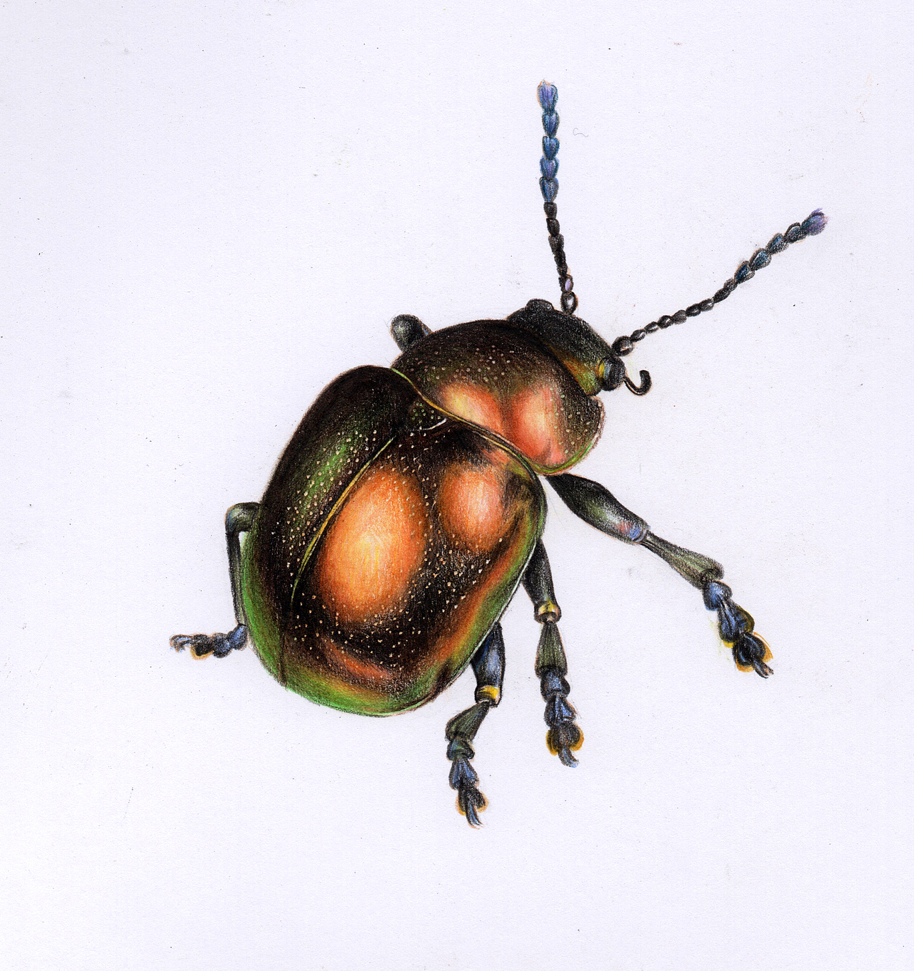 彩铅昆虫(内附过程图)