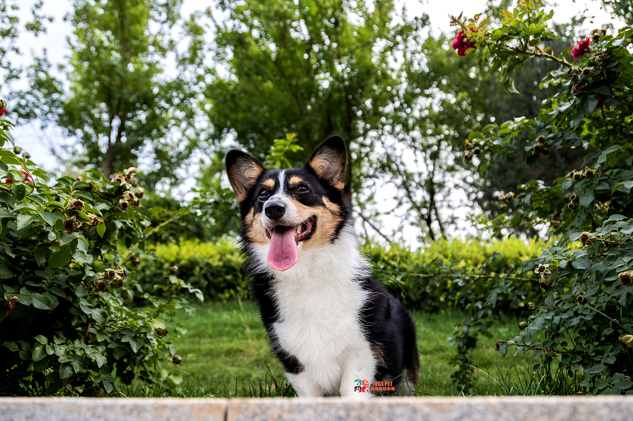宠物摄影|柯基犬全套欣赏（图ZMzA4MTg2MjAw） - 宠物摄影 - 站酷设计师聚格宠物原创素材 - 站酷ZCOOL