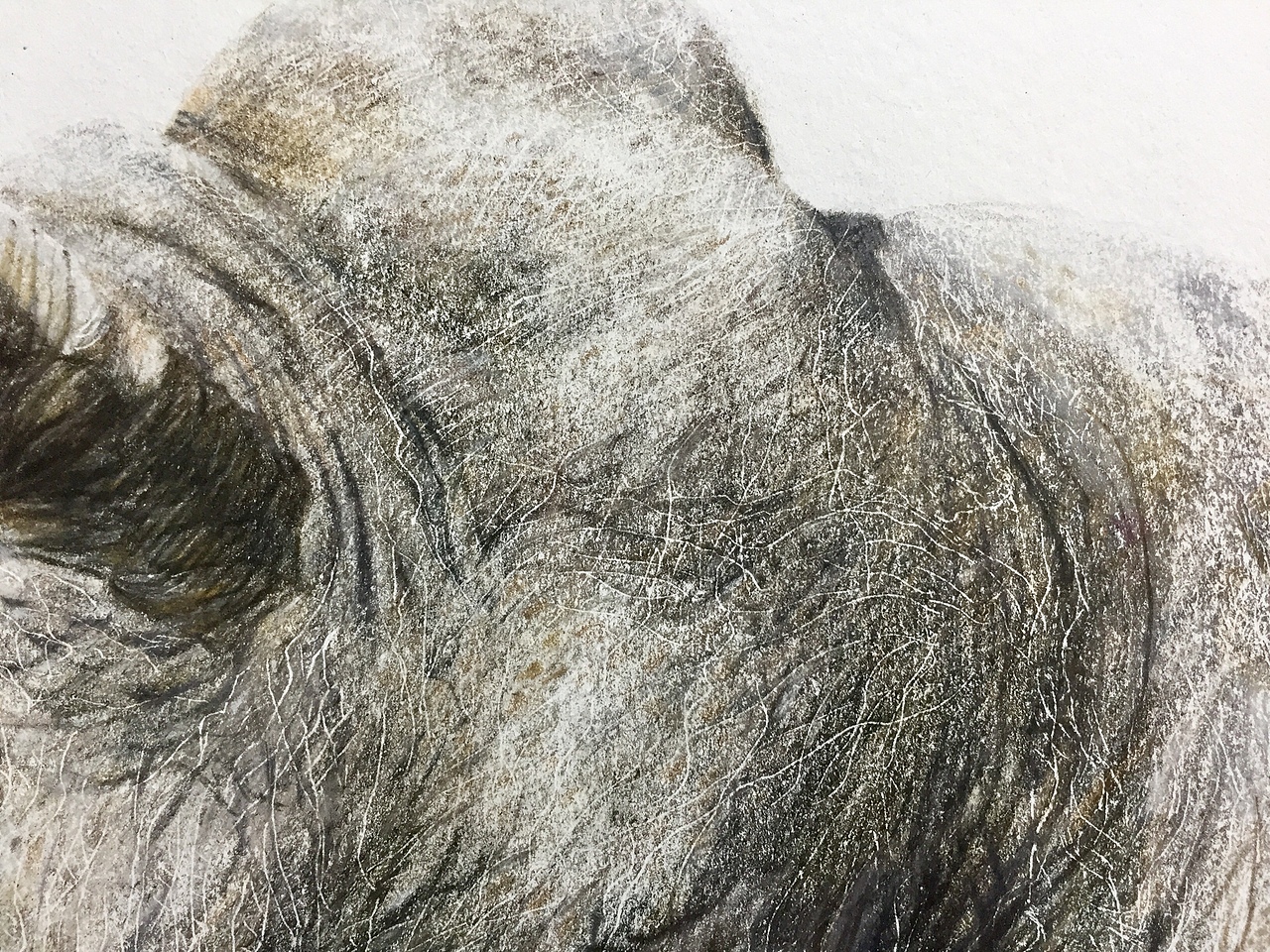 写实彩铅画『犀牛』