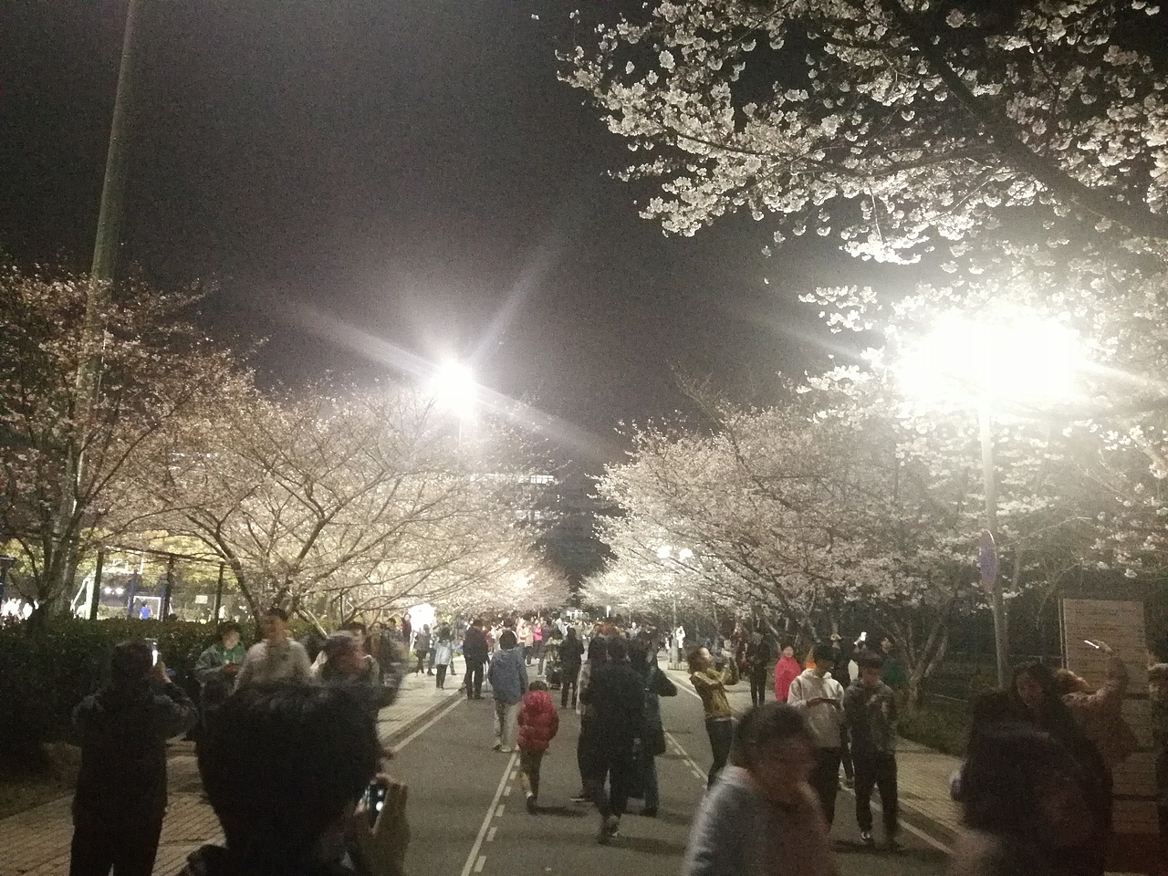 花好月圆樱花艳,花似繁星人似烟