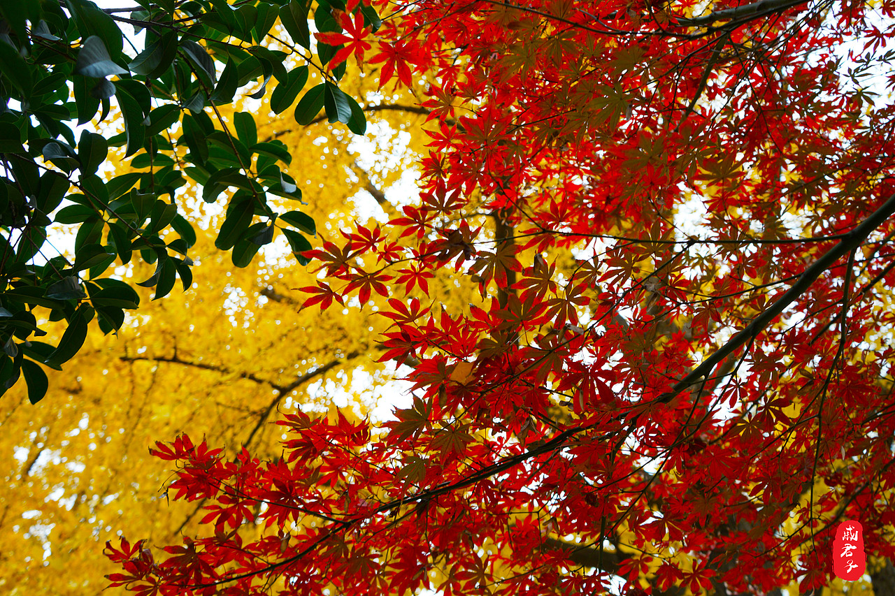 秋叶之『道前街』（图ZMTQ3MzE1MDE2） - 风光摄影 - 站酷设计师姓薛了不起啊定饿原创素材 - 站酷ZCOOL