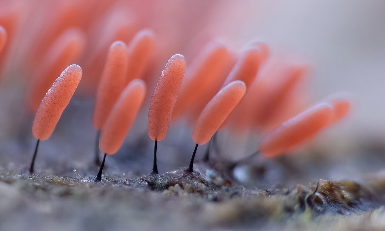 超微摄影【黏菌】各种口味颜色的棒棒糖