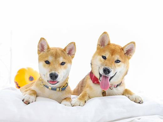 养狗是唯一一种金钱能买到的爱（个人主页-ZMzI0Njc2NDA=） - 宠物摄影 - 站酷设计师宠物时光原创素材 - 站酷ZCOOL