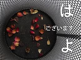 随手拍之干玫瑰