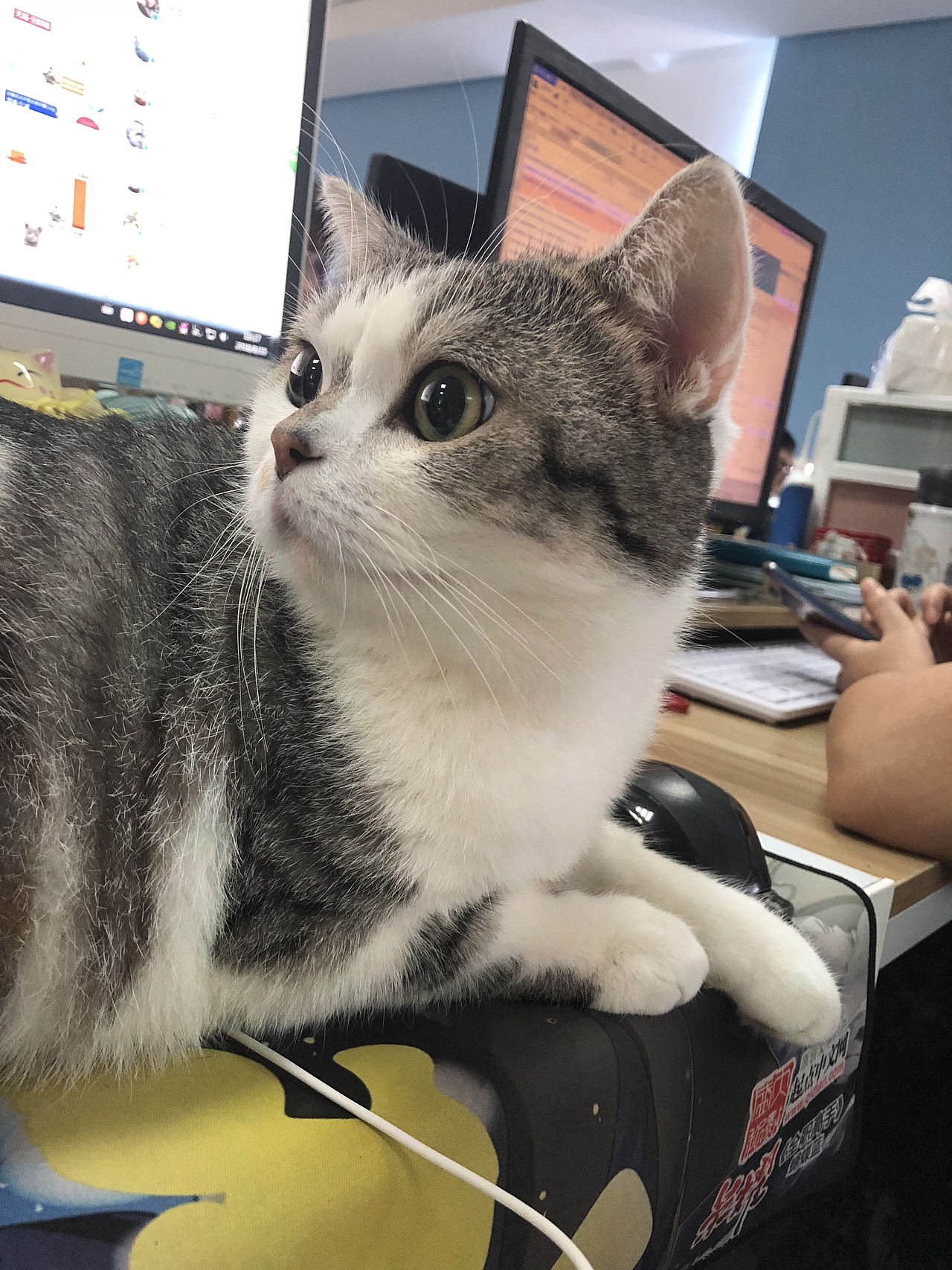 手机拍摄的小可爱们（图ZMTM0NDQzMDgw） - 人文/纪实摄影 - 站酷设计师hgeir原创素材 - 站酷ZCOOL