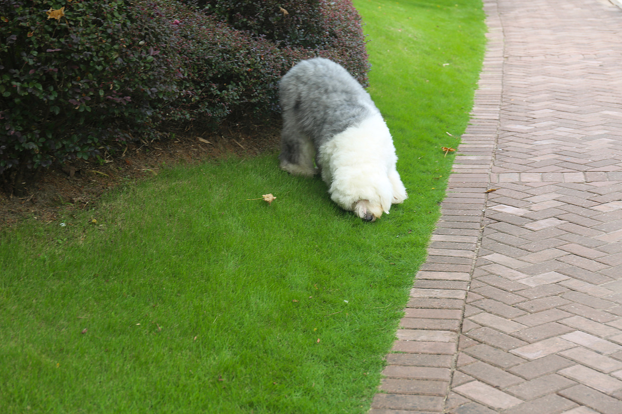 他五岁了（图ZNjUwMjM3MzY=） - 宠物摄影 - 站酷设计师芥末小E原创素材 - 站酷ZCOOL