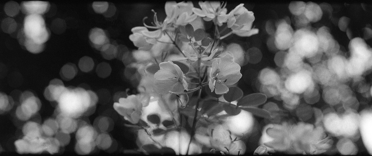 黑白胶卷（图ZMjMwMzQwMzky） - 人文/纪实摄影 - 站酷设计师老杜头原创素材 - 站酷ZCOOL