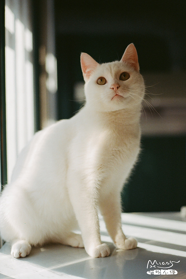 我和我的喵呜们(六)