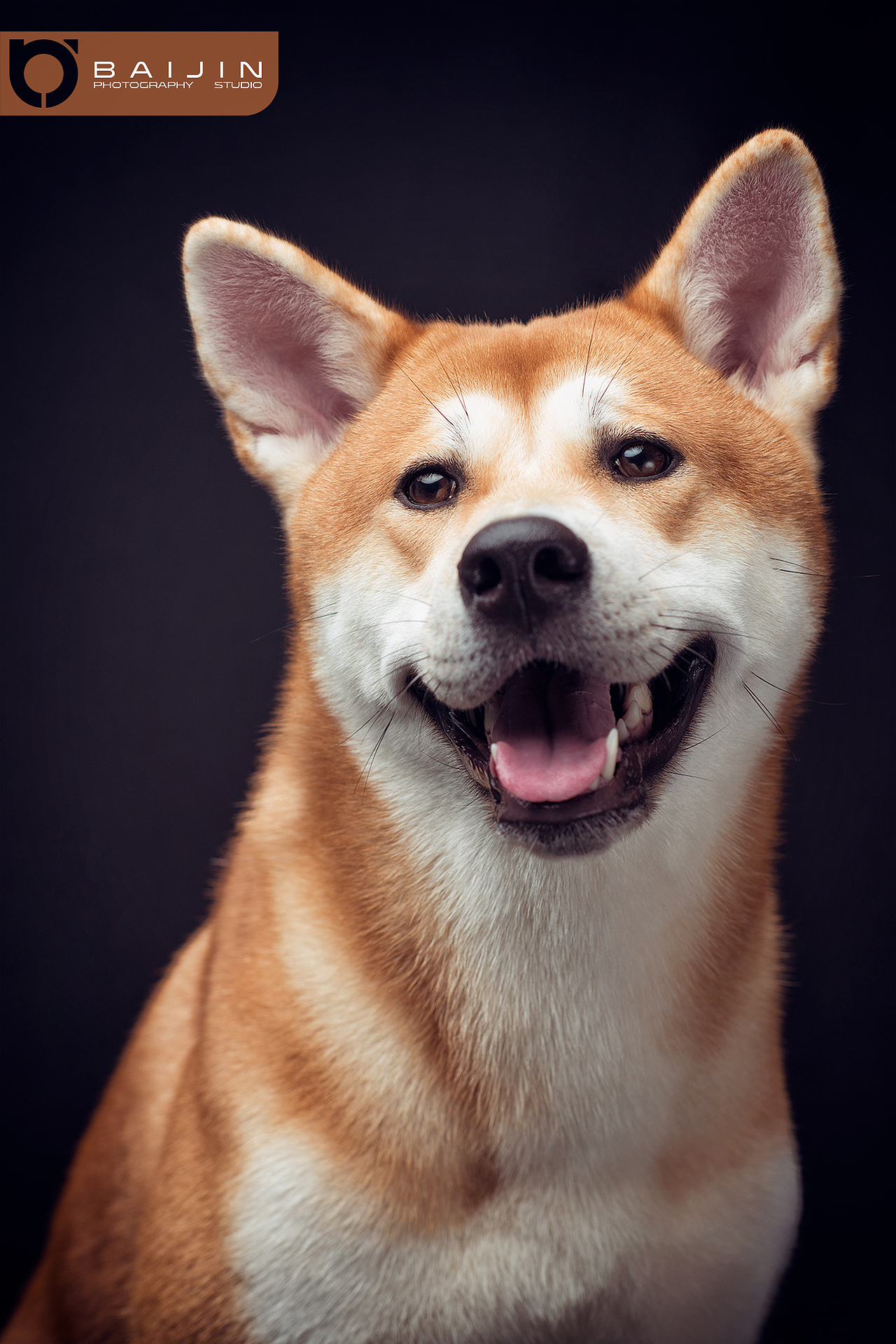 几张宠物（图ZMTIwNzcwNTU2） - 宠物摄影 - 站酷设计师喵喵大叔原创素材 - 站酷ZCOOL