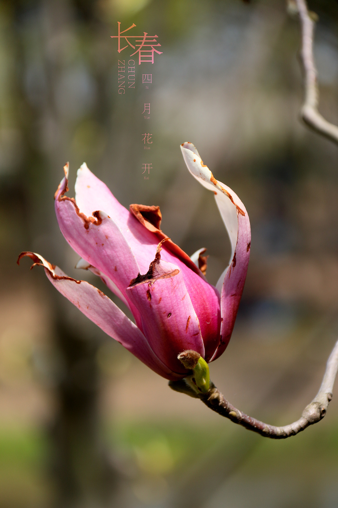 春花儿（图ZNzU2MzUzNzI=） - 产品摄影 - 站酷设计师马鹏原创素材 - 站酷ZCOOL