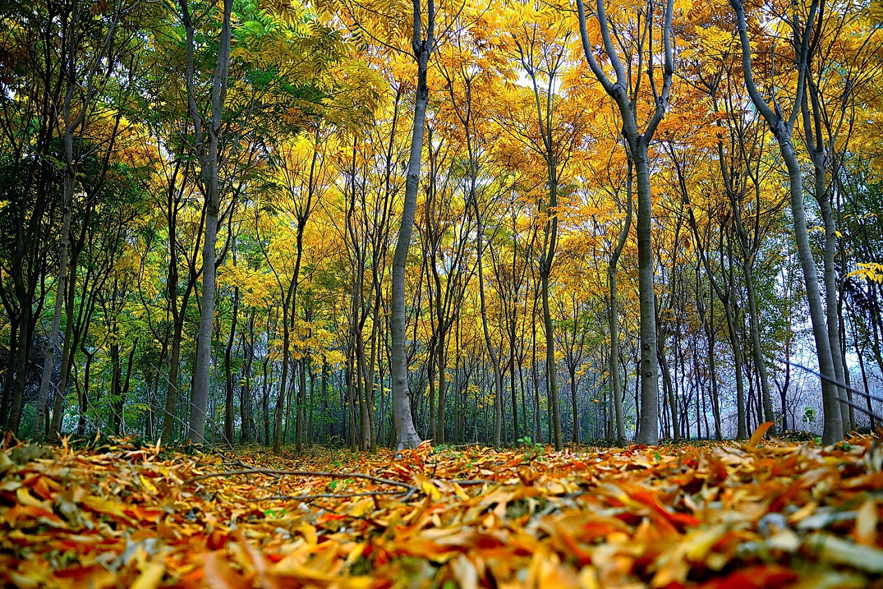 壁纸 秋天美丽的公园，黄色的枫叶，树木，潮湿的道路 2560x1600 HD 高清壁纸, 图片, 照片