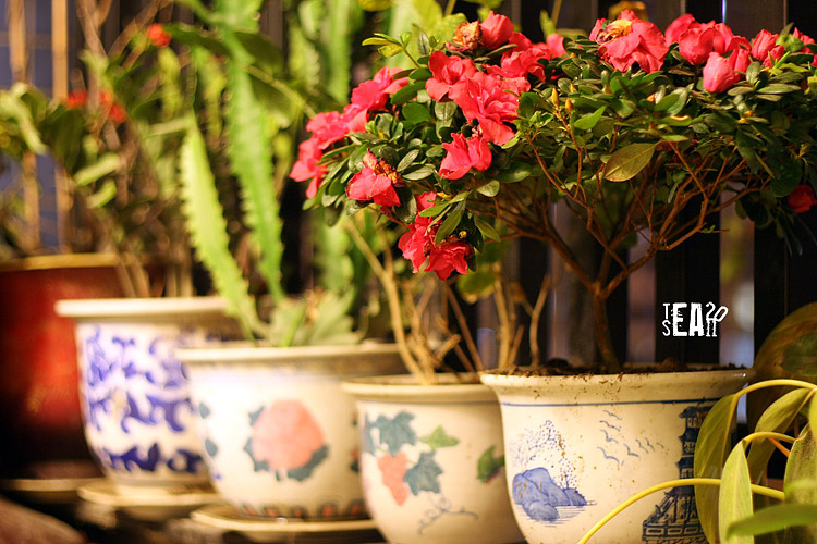 那些年拍过的花儿