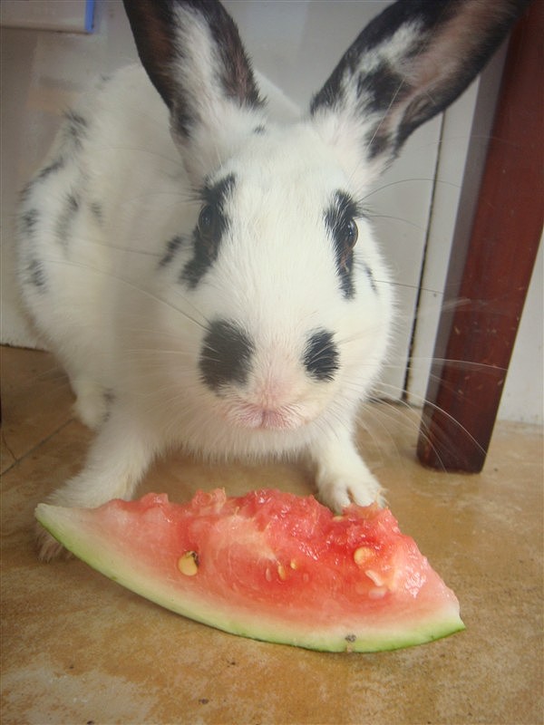 西瓜也吃