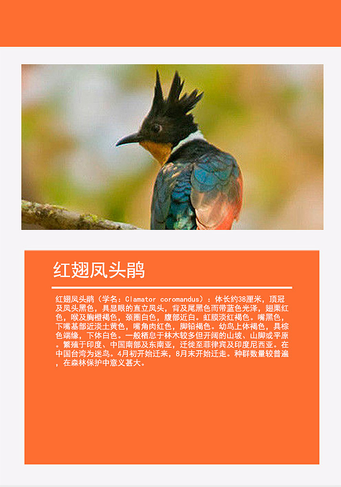 鸟类画册2（图ZMTMzMDg0Nzc2） - 书籍/画册 - 站酷设计师浅墨幺幺原创素材 - 站酷ZCOOL