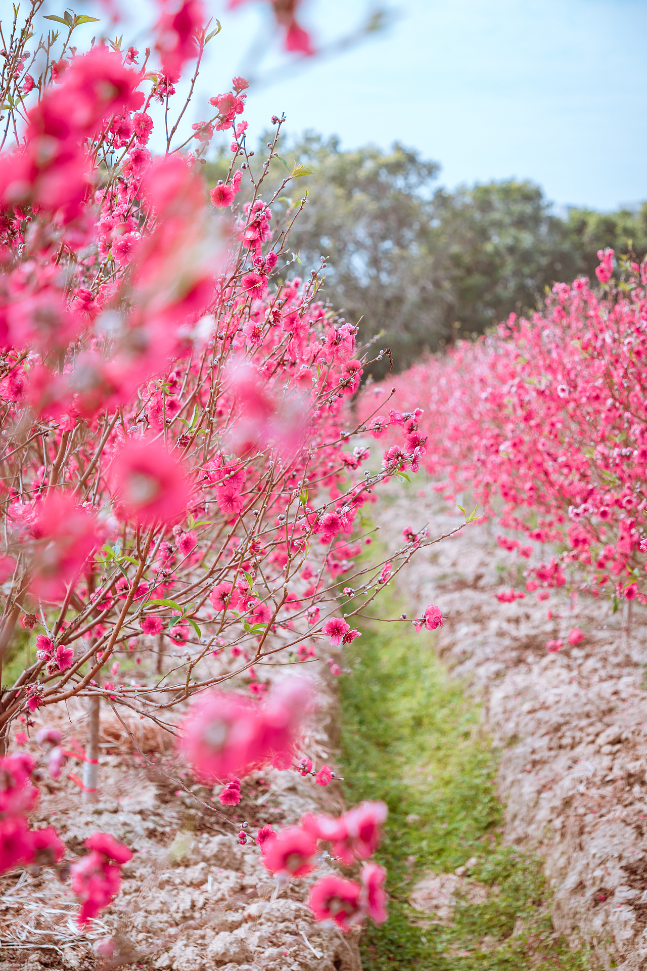 20190127 广州石马桃花园（图ZMTQzMzgyNDgw） - 风光摄影 - 站酷设计师Air416原创素材 - 站酷ZCOOL