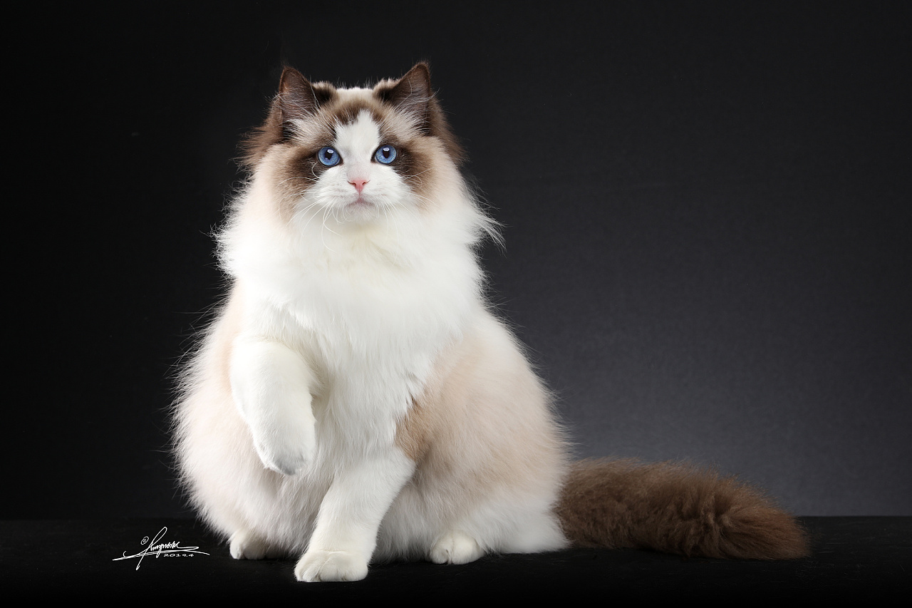 布偶猫amyworks,拍摄于北京