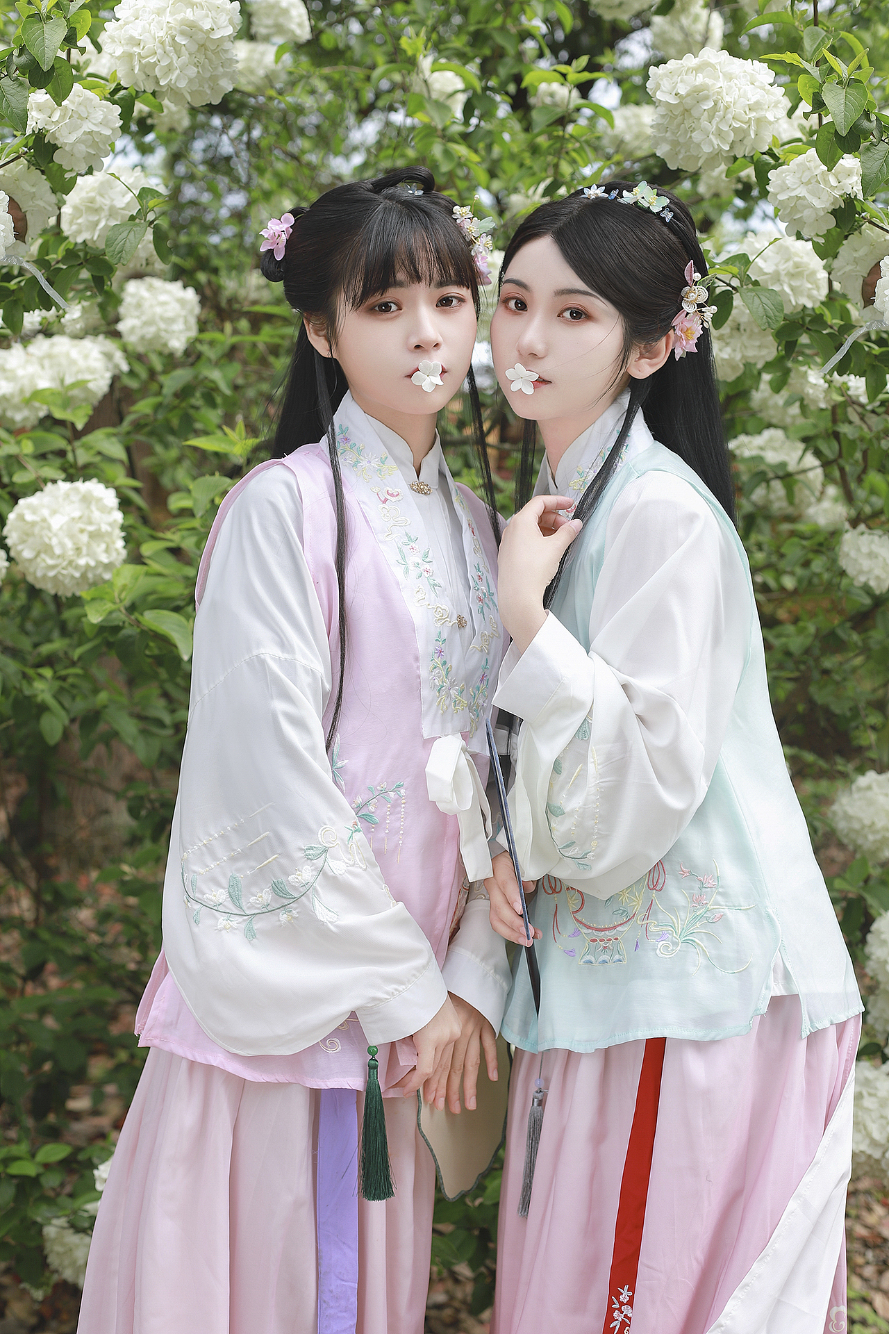 春日花神 木绣球 |绣球春晚欲生寒 满树玲珑雪未干