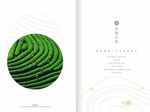 茶叶宣传册设计--巴山雀舌