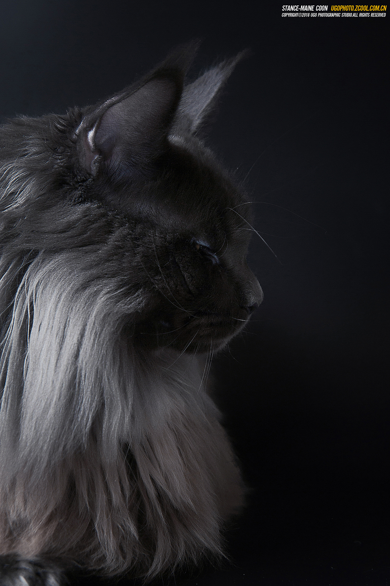 mystery谜【动物摄影师何某某个人作品20】