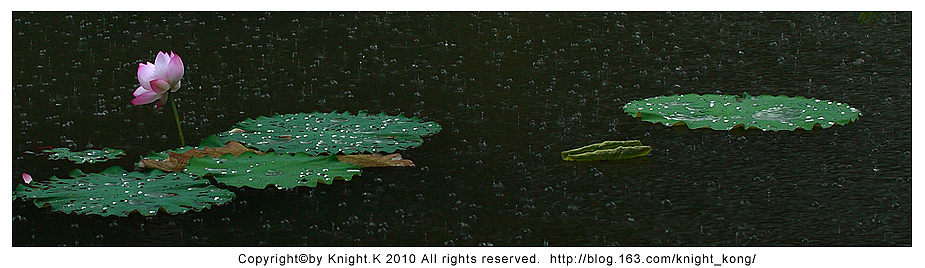 雨荷,摄于深圳市洪湖公园