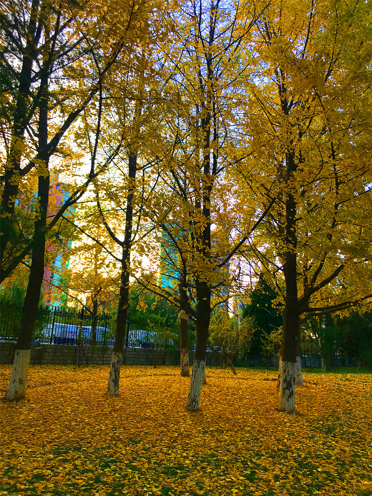 刘勇良摄影秋日阳光系列选登|摄影|风光摄影|刘勇良意创书设 - 原创作