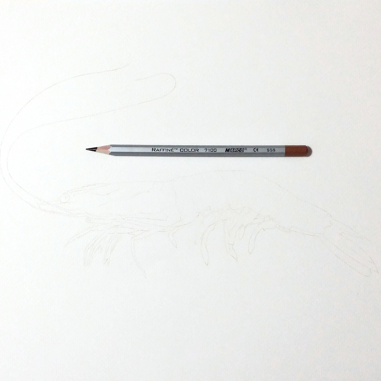 彩铅插画—老虎虾（图ZMjk5OTEyODg=） - 绘画 - 站酷设计师面包超人zZ原创素材 - 站酷ZCOOL