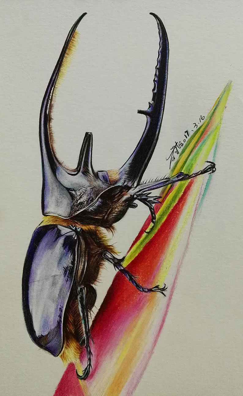 我就叫它屎壳郎了)用的是彩色圆珠笔画的,身上有些灰色是彩铅画的