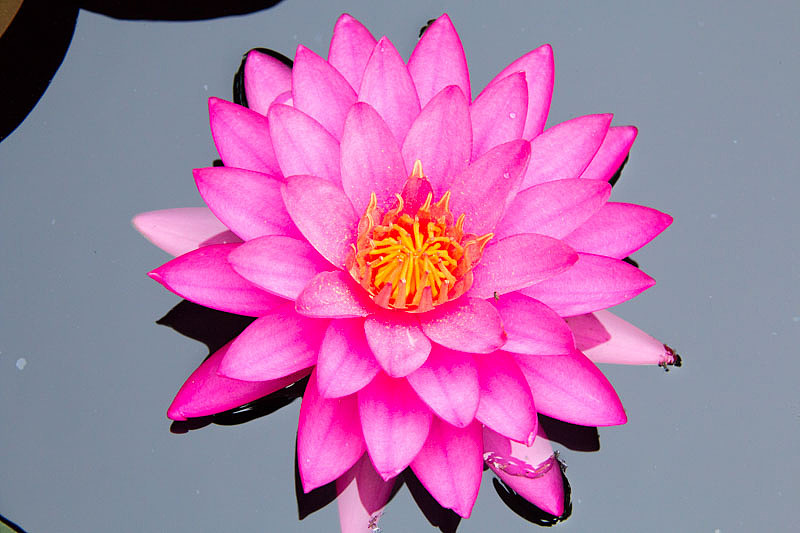 荷花——古猗园