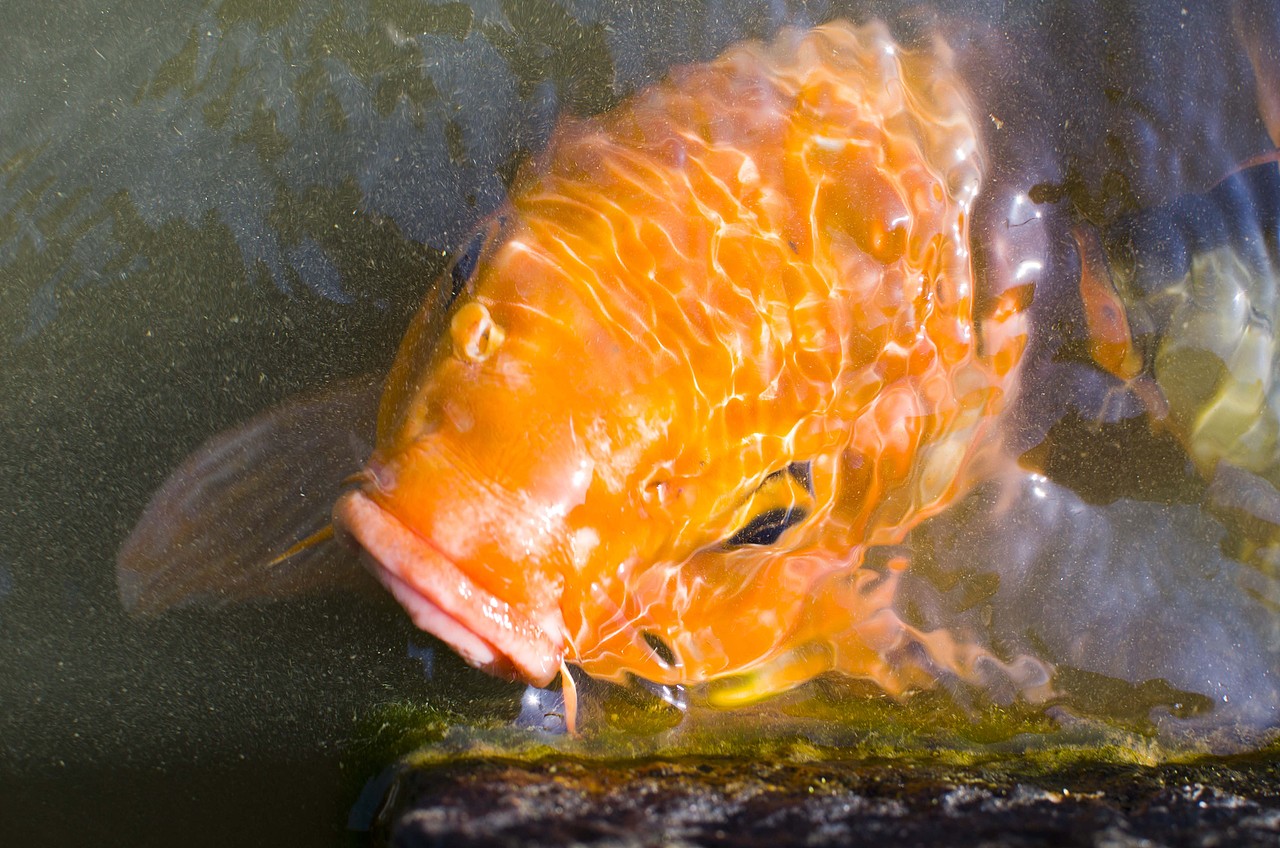 摄影之《逍遥游》