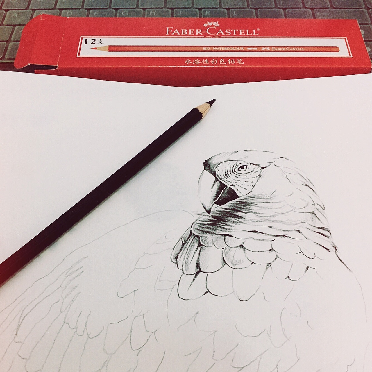 《五彩金刚鹦鹉》（图ZNzQ1MTgwODQ=） - 创作习作 - 站酷设计师台风喜欢夏天原创素材 - 站酷ZCOOL