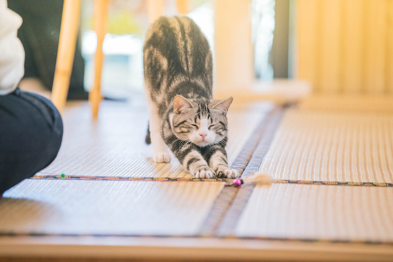 猫咖（图ZNjkyODQ3MDQ=） - 宠物摄影 - 站酷设计师xubin1123原创素材 - 站酷ZCOOL