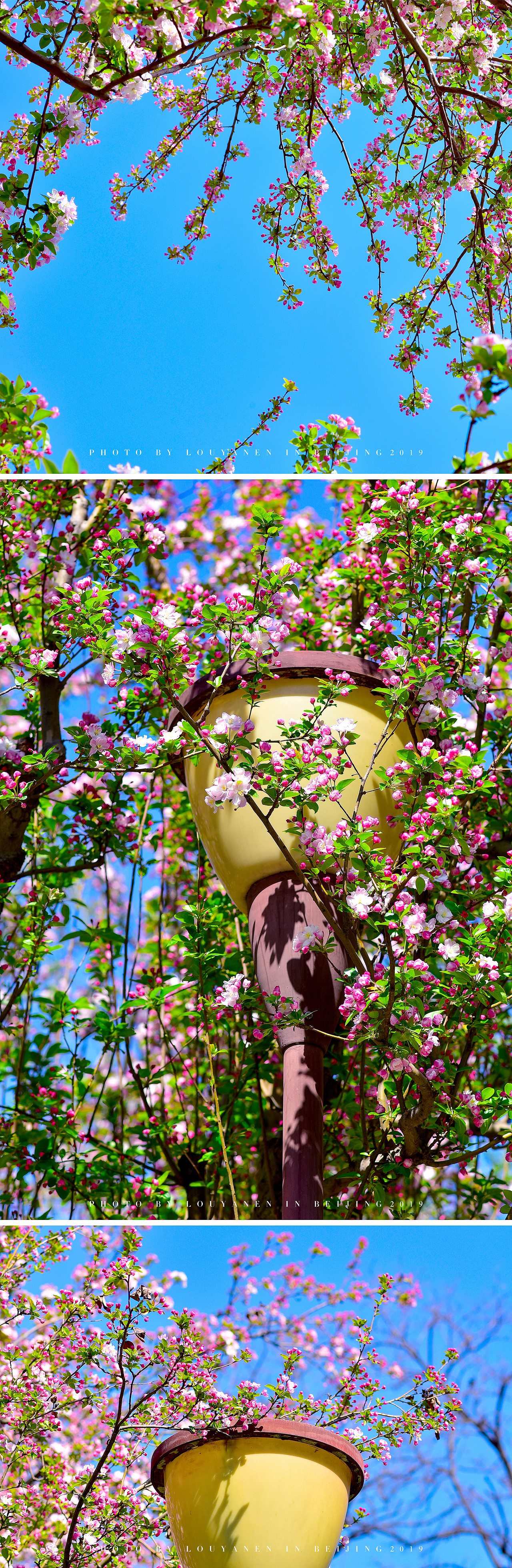 海棠花绽放（图ZMTU5NjMxMTg0） - 风光摄影 - 站酷设计师哆咦Dot原创素材 - 站酷ZCOOL