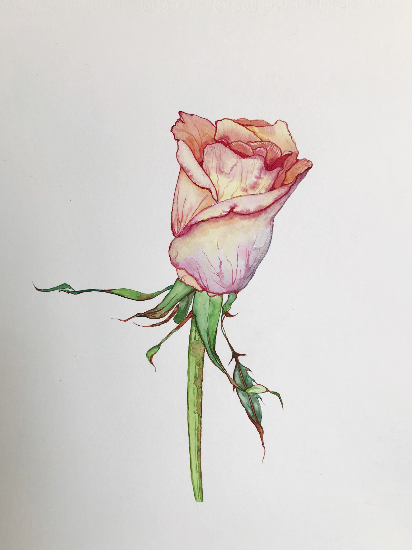 水彩画:rose:花步骤