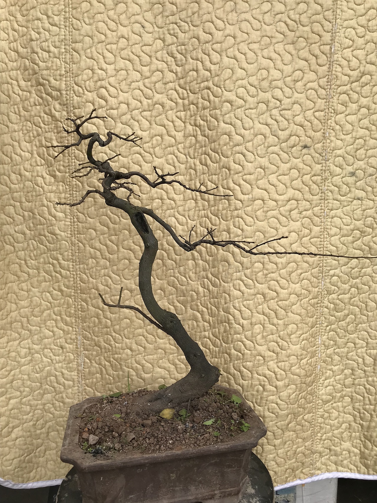 金蛋子盆景（图ZMTUxMDE4NTE2） - 绘画 - 站酷设计师Z75835907原创素材 - 站酷ZCOOL