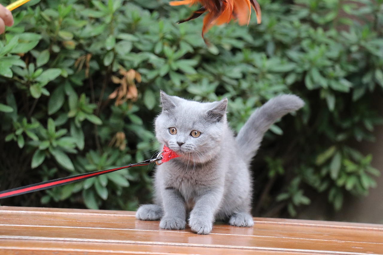 183-英短纯蓝母-红色脖圈 双血统 英国蓝猫