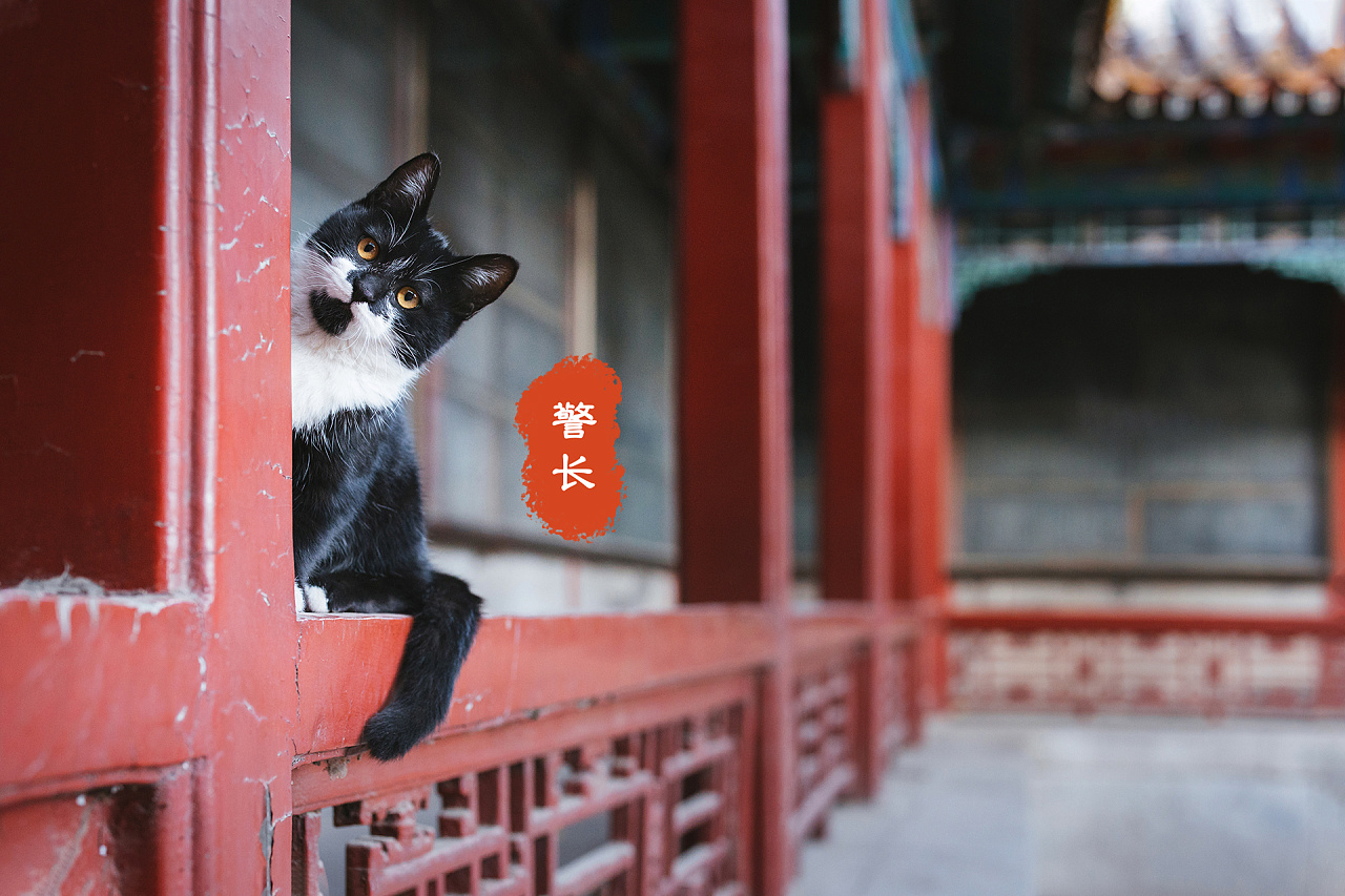 深耕三年故宫猫拍摄,盘点一下我拍过的四十七只御猫.