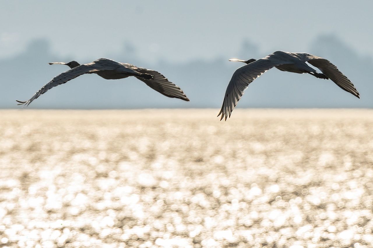 感悟自然·年度观鸟精华