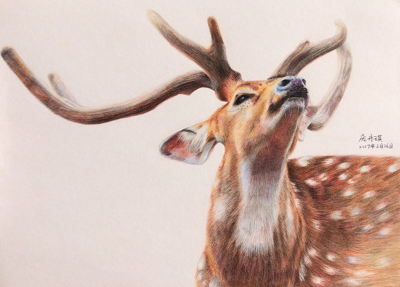 彩铅练习~北京|设计爱好者琪喵喵120|10|4350原创作品/纯艺术/绘画