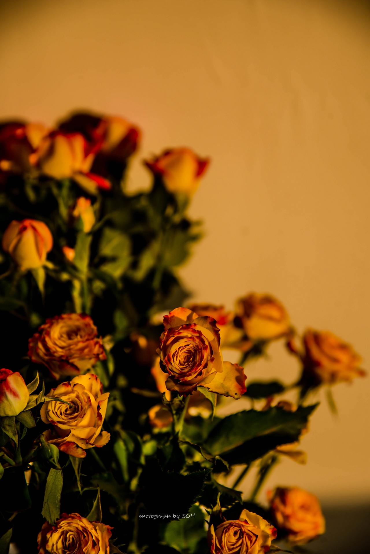 落日款多头玫瑰拍摄