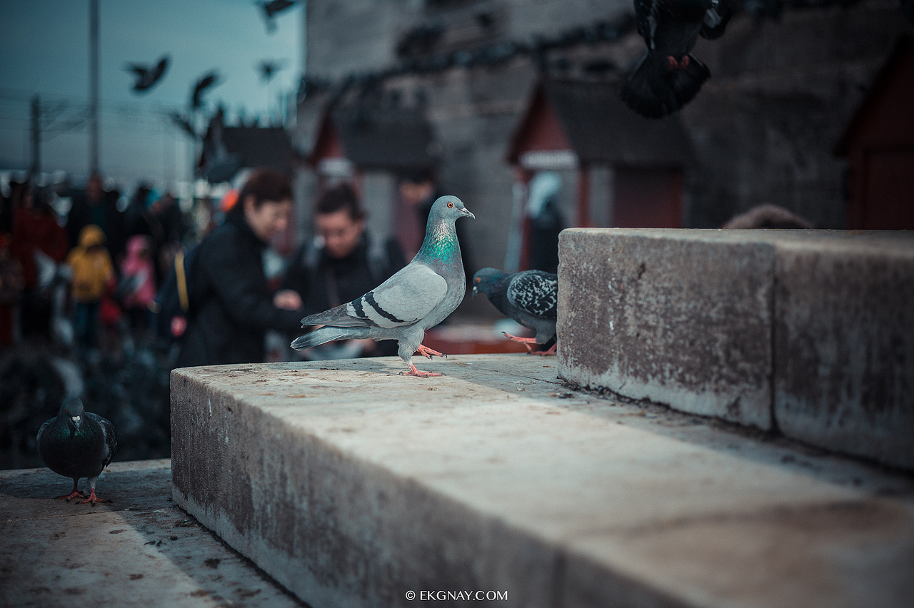 土耳其和埃及扫街杂片（图ZMjUxNjU1MDA=） - 风光摄影 - 站酷设计师树多村光原创素材 - 站酷ZCOOL
