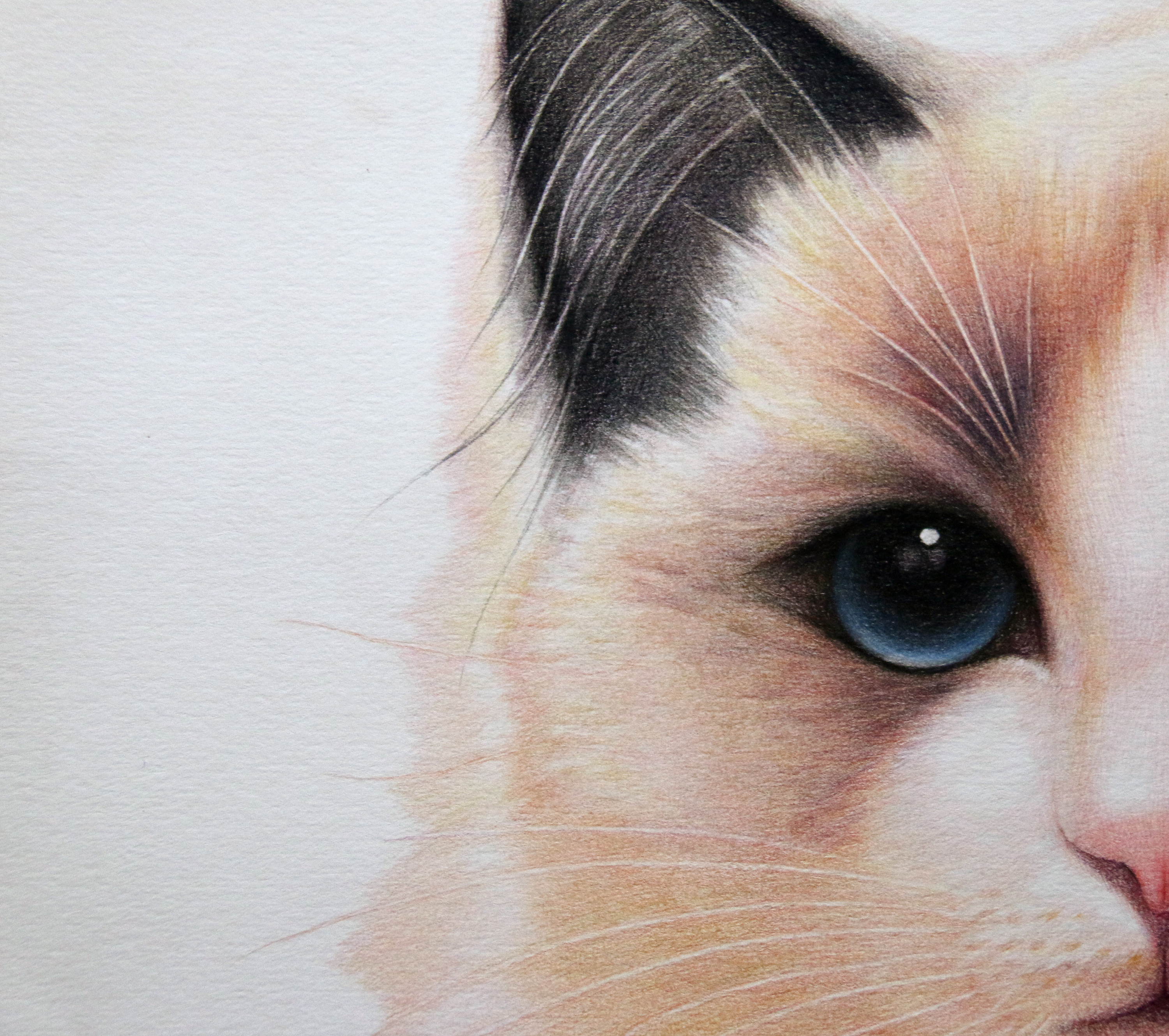 鸩山——布偶猫 涟漪>