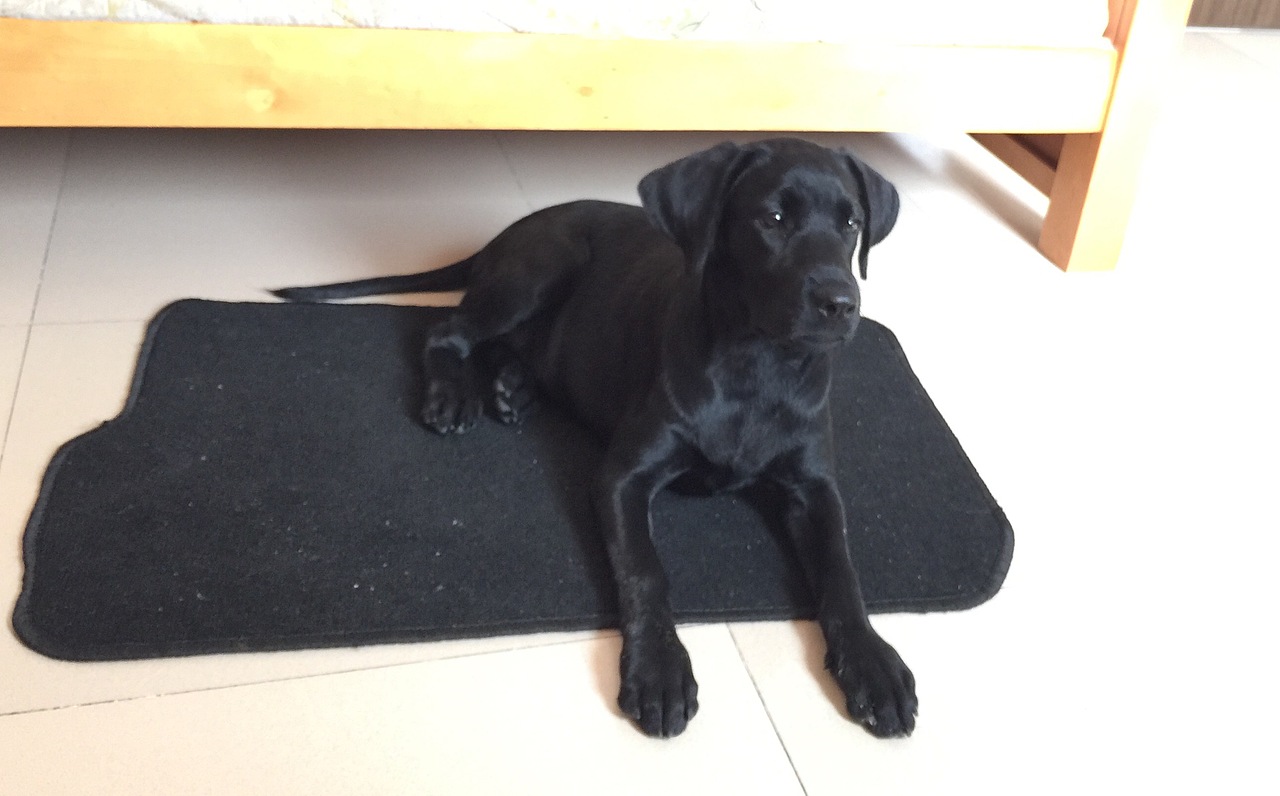 拉布拉多的100天_豚豚右千户大鹏守-站酷zcool