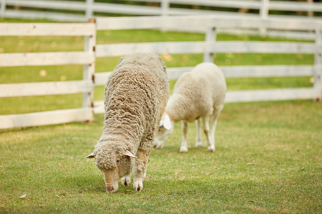 泳池，草地和羊驼（图ZMjE1MzYxNzUy） - 人像摄影 - 站酷设计师WaiTinG0417原创素材 - 站酷ZCOOL
