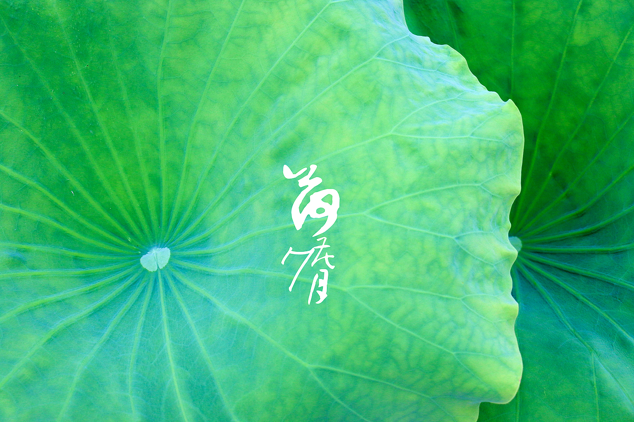 荷花七月（图ZMzE3NTU2NDg=） - 产品摄影 - 站酷设计师七一安原创素材 - 站酷ZCOOL