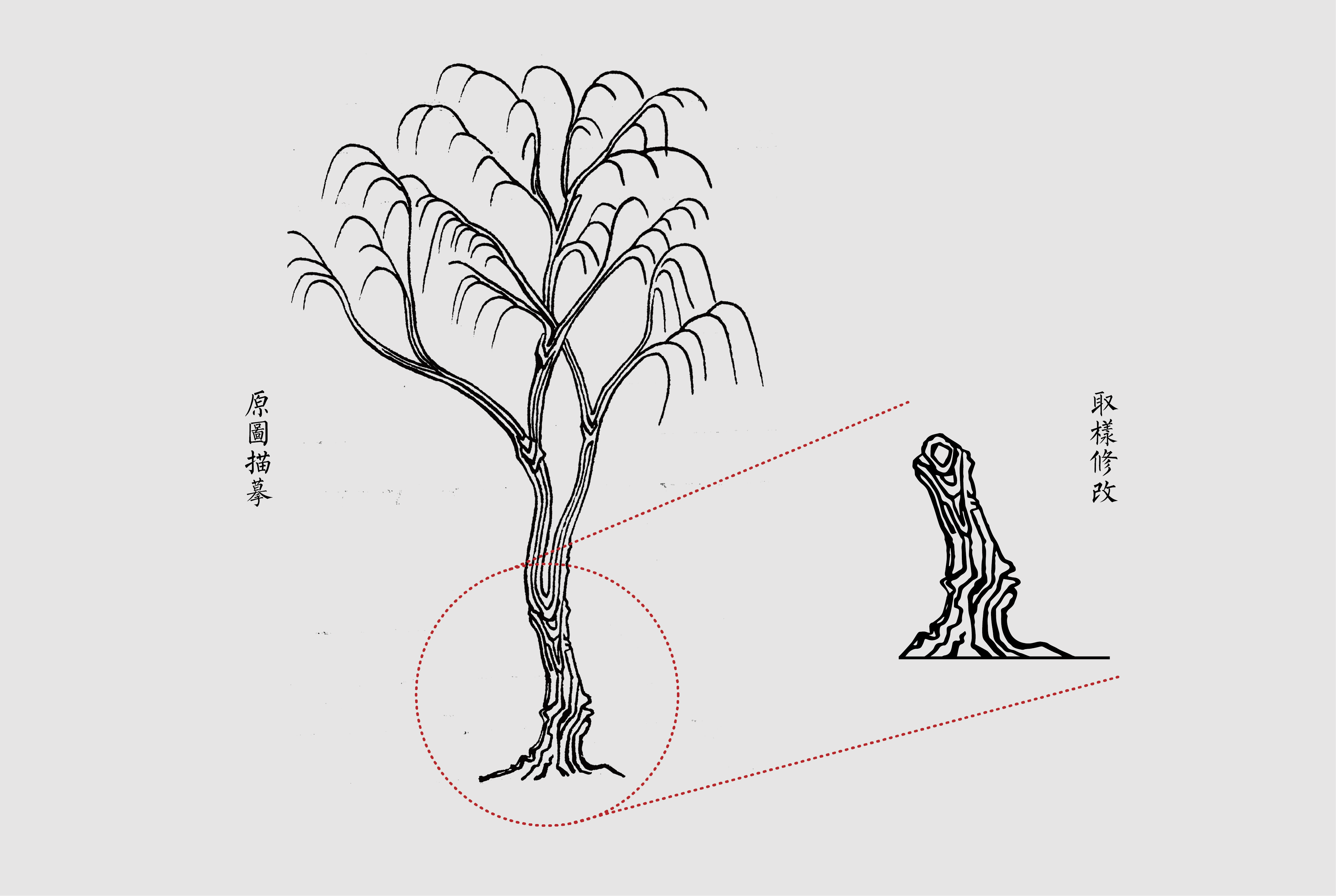 柳树各个部位结构图图片