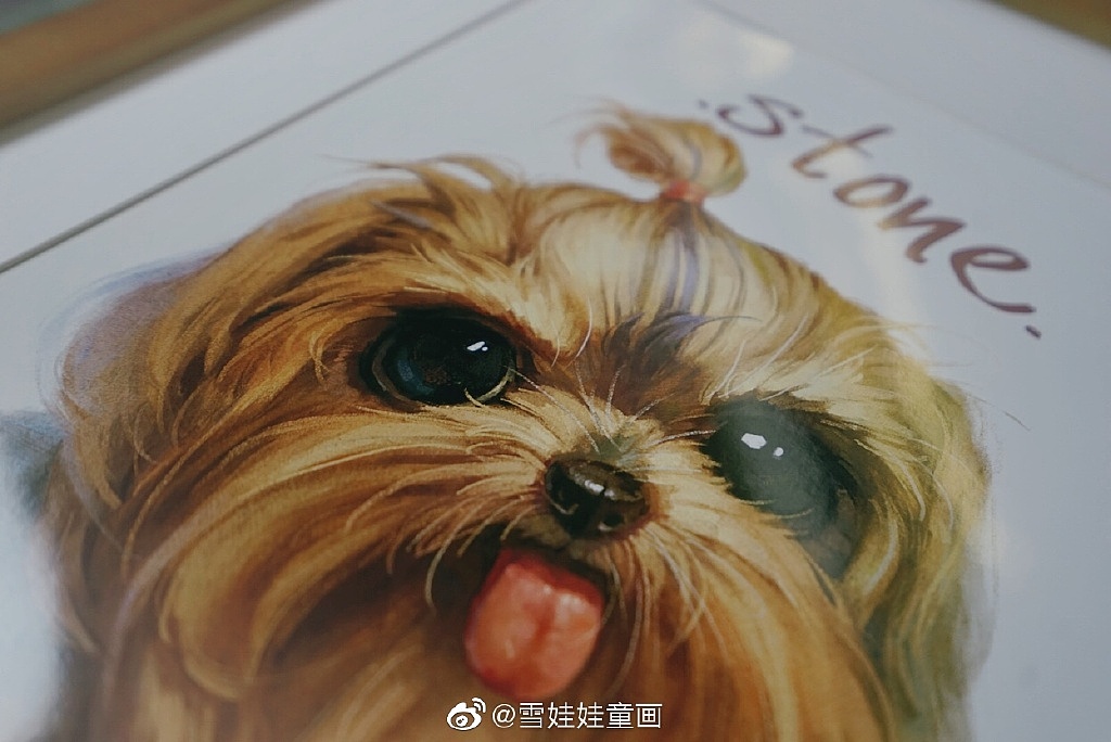 【萌宠by雪娃娃】约克夏stone