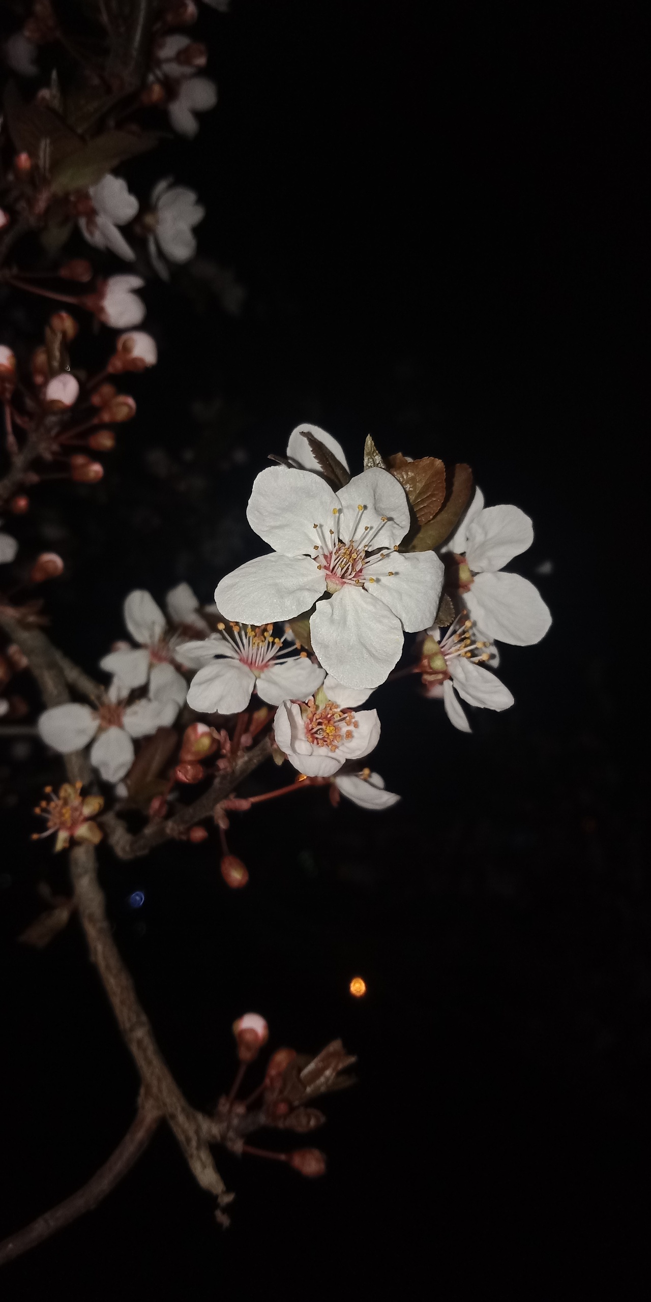 三四月春上飞花