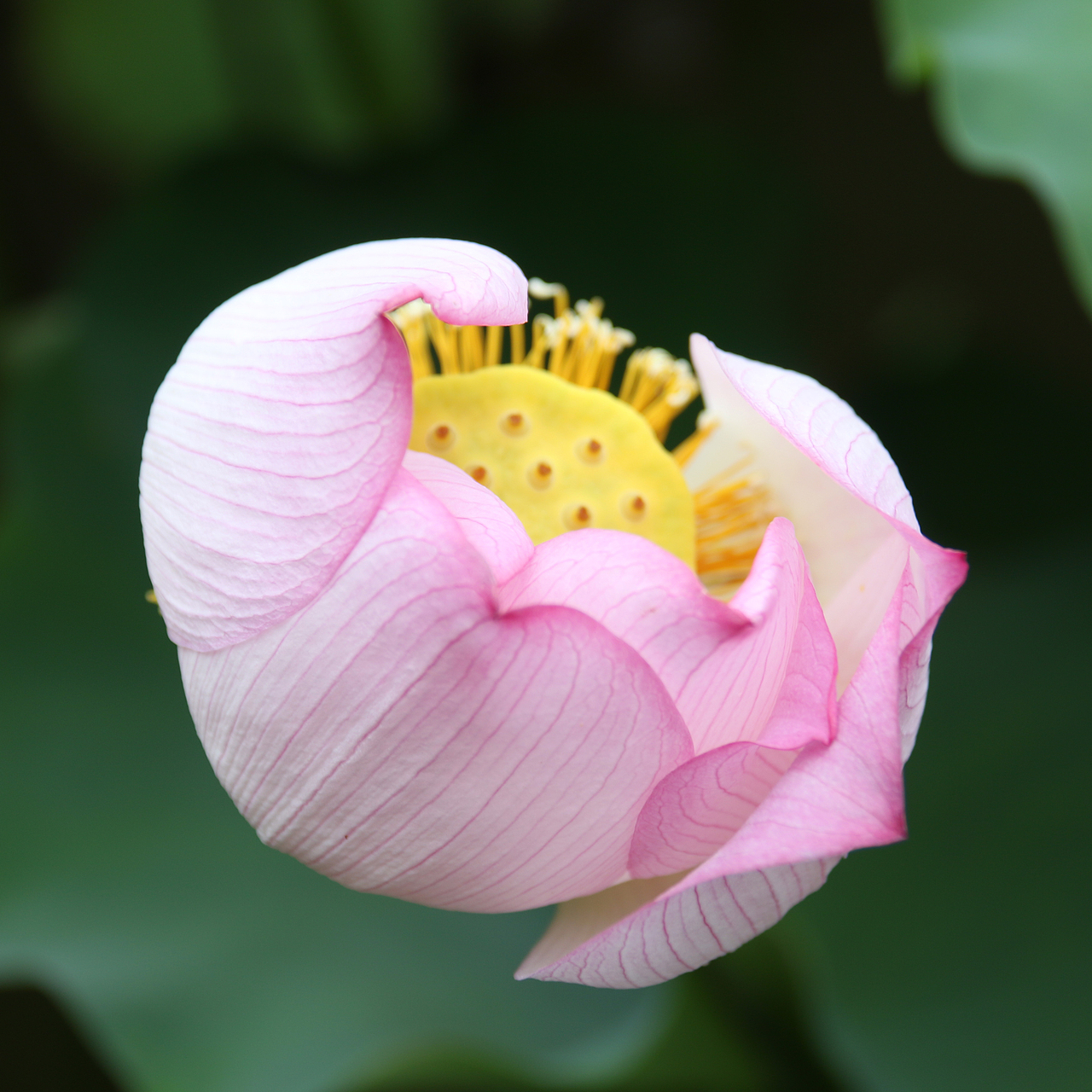 接天莲叶无穷碧，映日荷花别样红
